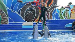 SeaWorld prohíbe montar delfines en sus espectáculos