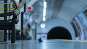 “Pelea en la estación”: Dos ratones luchando por unas migas fue catalogada como la mejor fotografía