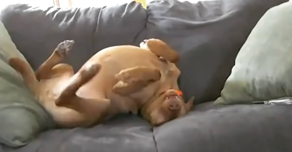 Cámara oculta graba a un perro con ansiedad y lo que escondía deja a sus dueños atónitos (VIDEO)