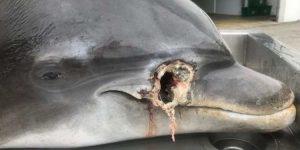 Hallan dos delfines muertos con heridas de bala en Florida
