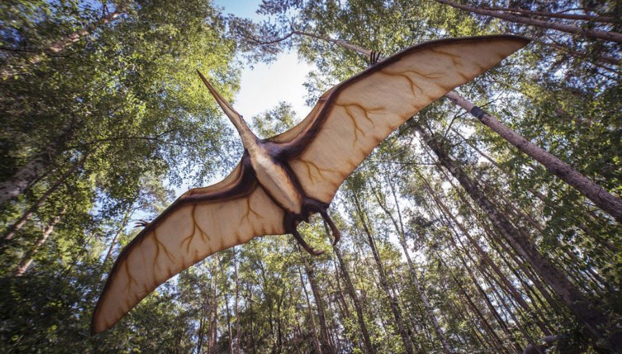 Encuentran restos de antiguos pterosaurios caminantes en el sur de Francia