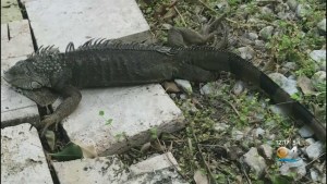 La caída de las iguanas podría regresar con el frente frío de Florida