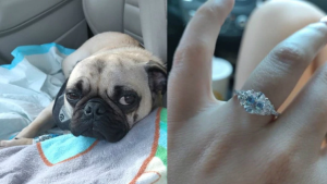 ¡NOO, Firulais! Su novio le propuso matrimonio pero su perro se comió el anillo (FOTOS + Rayos X)