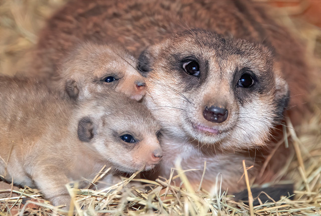 Los bebés suricatas hacen historia en el zoológico de Miami