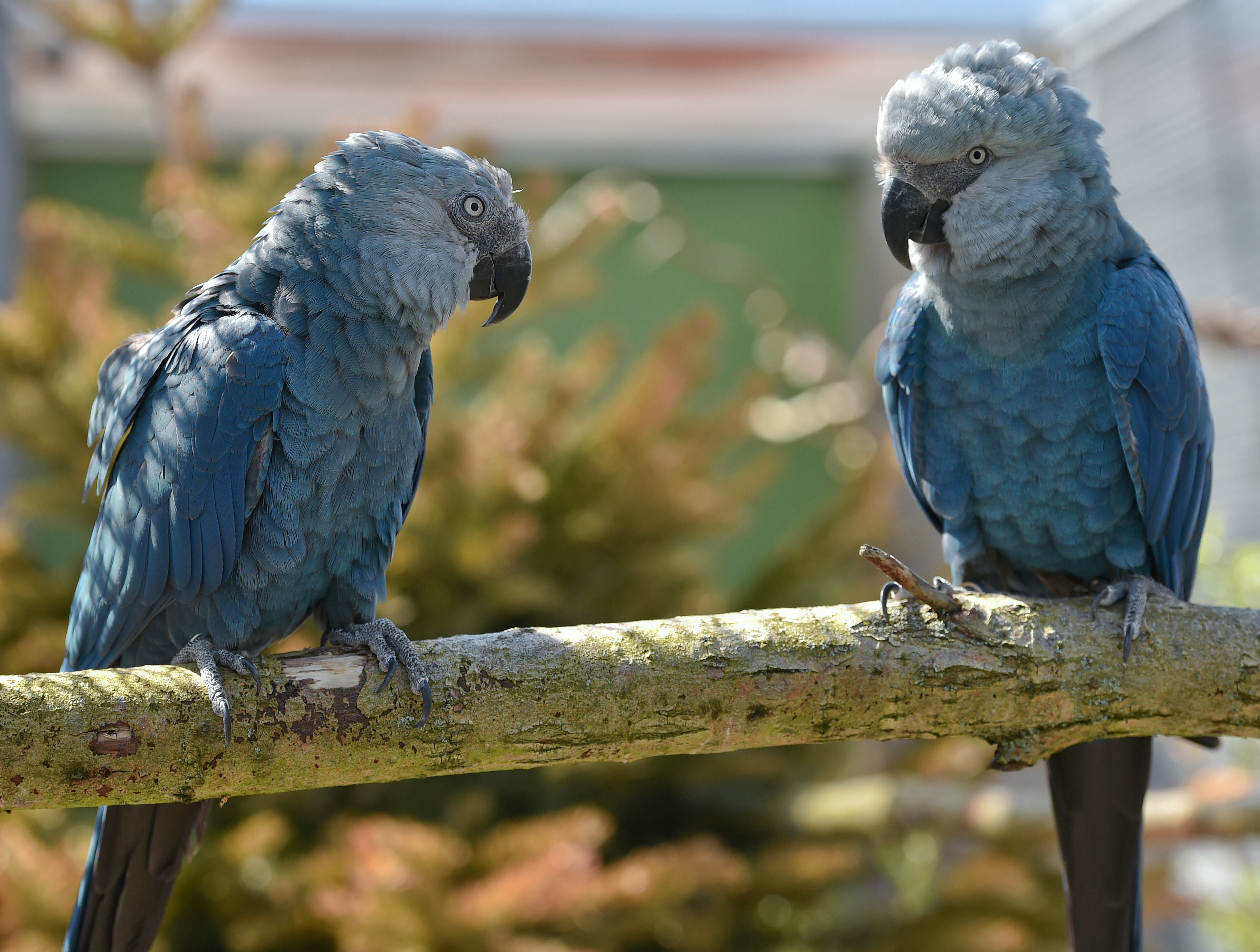 В зоопарке живут 5 видов попугаев каждому. Голубой ара Спикса. Ара Спикса попугай. Попугай Какаду голубой. Голубой ара (Cyanopsitta spixii).