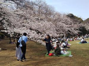 El coronavirus no impide a los nipones celebrar la floración de los cerezos