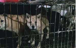 El consumo de carne canina en Asia: una práctica vigente que sacrifica 30 millones de perros cada año
