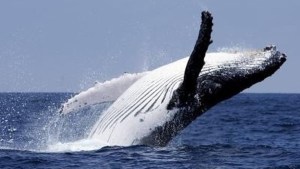 Fueron avistadas dos ballenas jorobadas en el Parque Nacional Mochima en plena cuarentena (Videos)