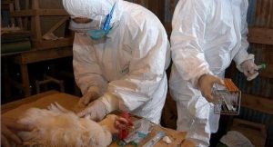 Lo que faltaba: Alerta en Filipinas por detección de virus de gripe aviar