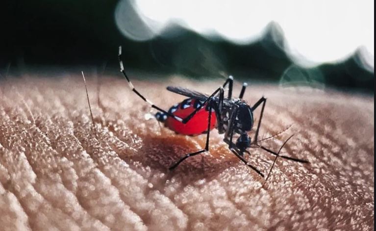 Honduras registró nueve muertos por dengue en 2020