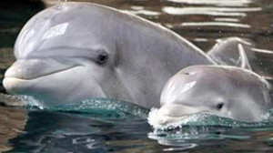 Recompensa por información sobre delfines asesinados en dos playas de Florida aumenta a $ 54,000