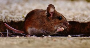Se buscan ratones de laboratorio en la lucha contra el coronavirus