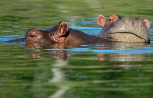 EN VIDEO: Hipopótamos ayudaron a dos pájaros a pasar desapercibidos frente a un grupo de feroces cocodrilos
