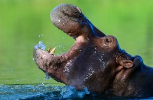 Hipopótamo se molestó y persiguió a unos turistas en lancha (VIDEO)