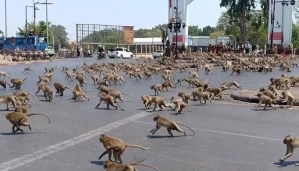 Con coronavirus no hay turismo: Monos “saquearon” calles de Tailandia en busca de alimentos (+Video)