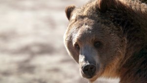 “Mostraba comportamiento agresivo”: Hallaron a dos muertos en un parque tras el feroz ataque de un oso pardo
