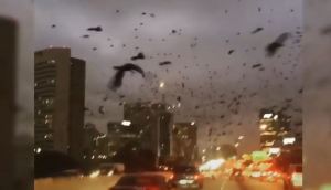 ¿Llegó el fin del mundo? Una bandada de cuervos voló sobre Texas aterrorizando a la población (Video)