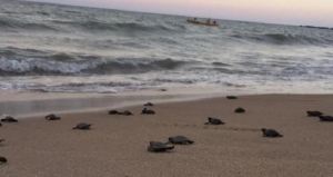 Nacieron 97 tortugas en peligro de extinción en playa desierta por coronavirus en Brasil (Fotos)