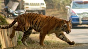 Tigres matan a decenas de personas en India durante la cuarentena