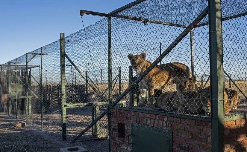 Se confinaron en un refugio para animales en Sudáfrica