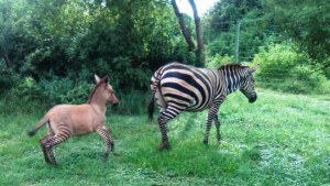 VIRAL: Cebra rebelde se escapó de un parque, se apareó con un burro y dio a luz a un “cebrasno” (FOTOS)