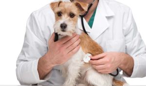Colegio de Médicos Veterinarios llama a mantener la calma e indica que el Covid-19 no afecta a mascotas