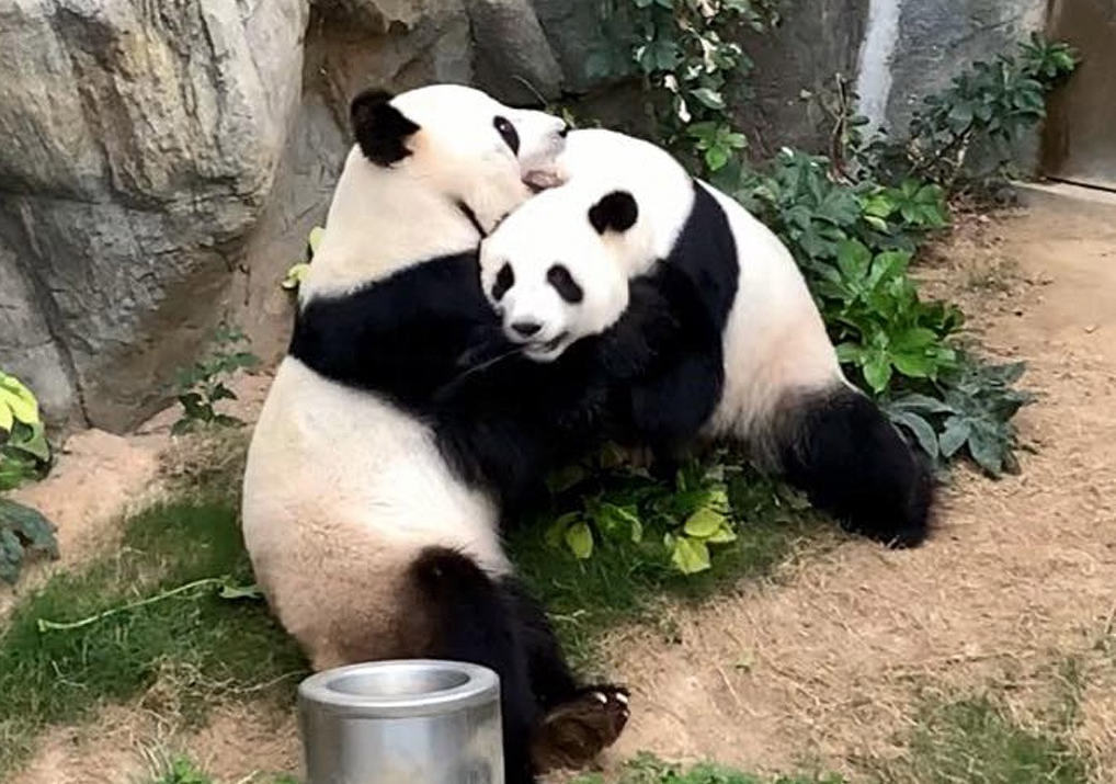 El encierro por el virus propicia el apareamiento de dos pandas en Hong Kong