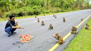 Se viraliza una imagen de monos en perfecto distanciamiento social (LA FOTO)