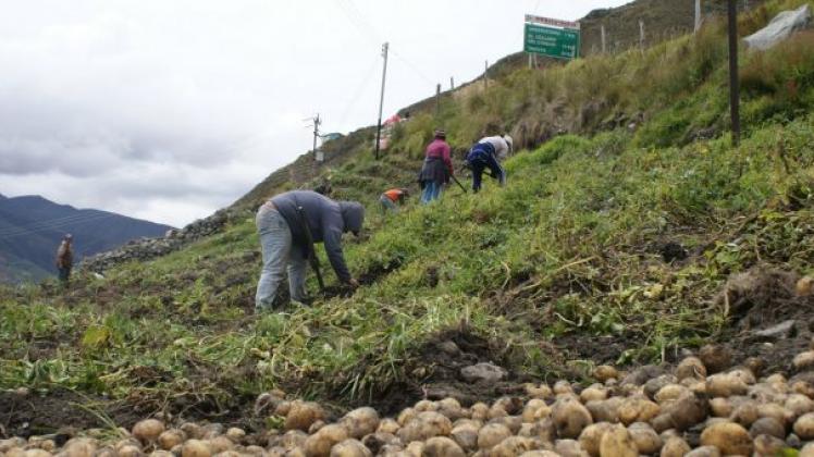 EN VIDEO: Así se pierden las cosechas de hortalizas en Mérida por escasez de gasolina