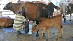 Roban 73 vacas de la hacienda de la Universidad del Zulia