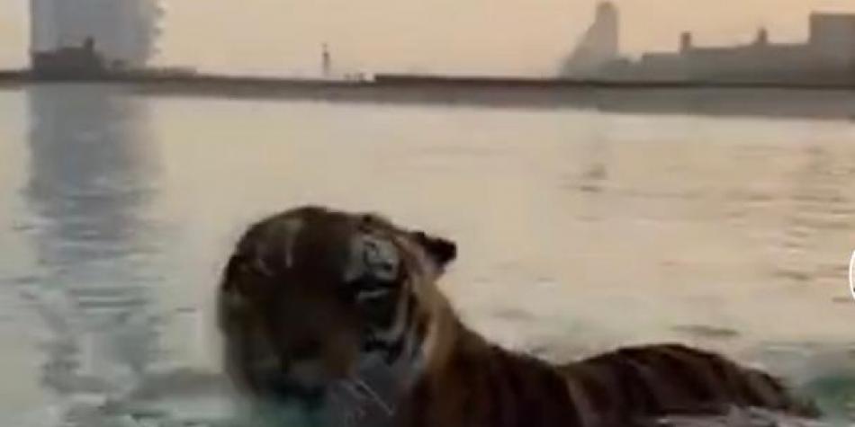 El sorprendente video de tigres nadando en el mar en Dubái