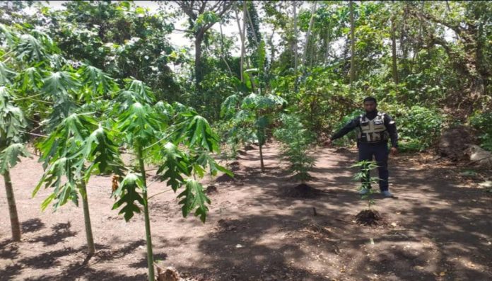 Descubren cultivo de Marihuana en Ocumare del Tuy oculto en una siembra de lechosa (FOTO)
