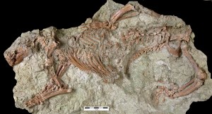 “Bestia loca”, el fósil de un extraño mamífero de 66 millones de años