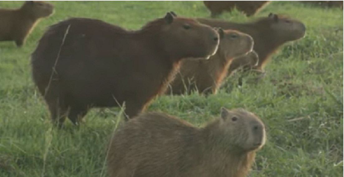 Capibaras se adueñaron de un campo de golf en Bolivia durante la cuarentena (Video)