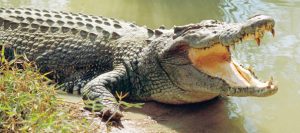 Las autoridades en Florida advierten sobre la ira en la carretera entre los cocodrilos de apareamiento