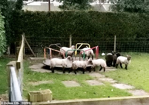 ¡Awww! Adorables corderos juegan en un parque infantil mientras se mantiene el aislamiento en Inglaterra (video)
