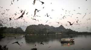 Identifican seis nuevos tipos de coronavirus en murciélagos de Birmania