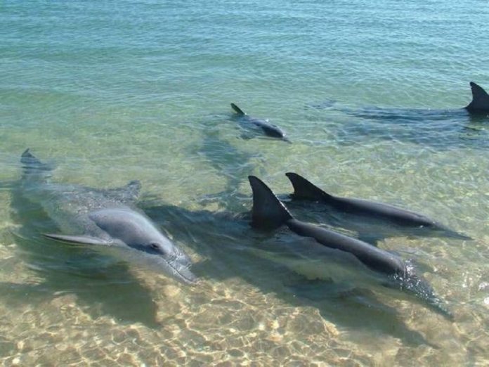 Delfines visitaron la orilla de una playa en Margarita