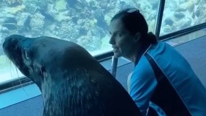 León marino dio un paseo por el acuario vacío durante la cuarentena por coronavirus (Video)