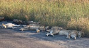 Captan a leones durmiendo en la carretera durante la cuarentena (Fotos)