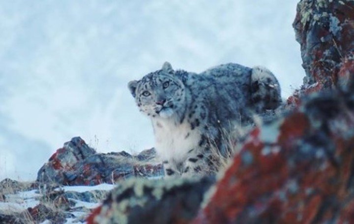 Captan por primera vez en años al leopardo de las nieves, una de las especies más misteriosas del mundo