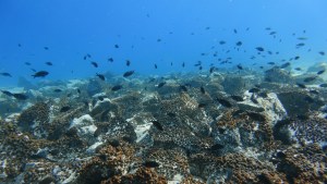 Científicos encontraron la concentración más alta de microplásticos en el mar