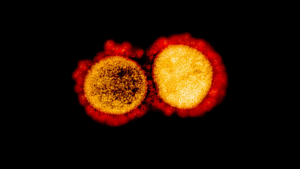 Revelan que la mutación del coronavirus ha sido “infravalorada” y que las cepas más letales están en EEUU y Europa