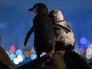 ¡Conmovedor! Dos pingüinos abrazados miran al horizonte tras la muerte de sus parejas (Fotos y video)