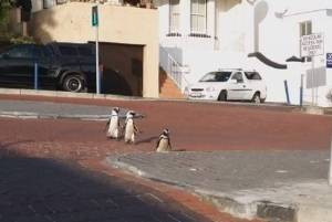 Pingüinos se adueñaron de las calles vacías en Sudáfrica por la cuarentena (Video)