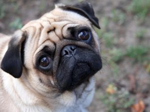 Winston podría ser el primer perro de EEUU en dar positivo por coronavirus