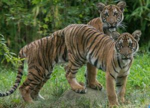 ¡Insólito! Un tigre del zoológico del Bronx dio positivo por coronavirus