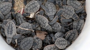 Hombres roban 93 huevos de tortuga marina de la playa del sur de Florida