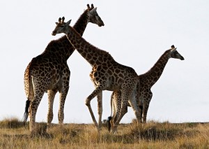 El curioso método de las jirafas para garantizar su supervivencia
