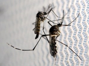 “El dengue también mata”, América Latina se enfrenta a dos epidemias a la vez